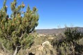 Colorful King Protea plants on the way to the Swartberg Pass in Oudtshoorn in South AfricaÃ¢â¬â the national flower of South Africa